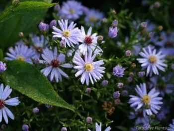 Aster cordifolius 'Little Carlow'