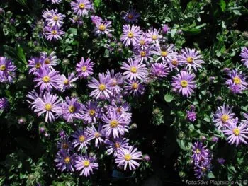 Aster amellus 'King George'