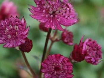 Astrantia major 'Star of Fire'
