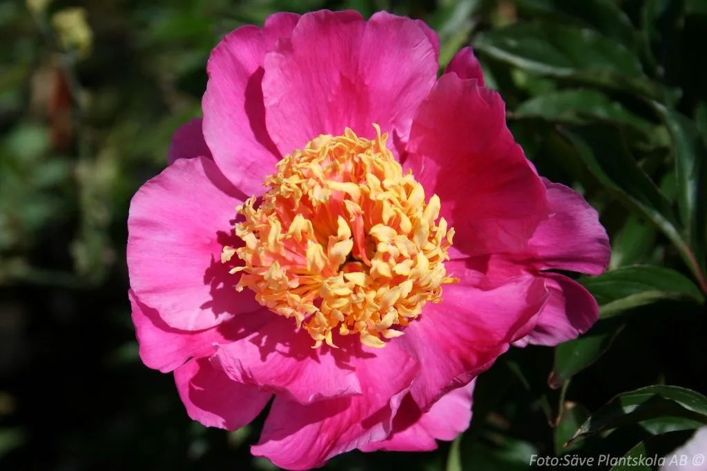 Paeonia lactiflora 'Nymphe'