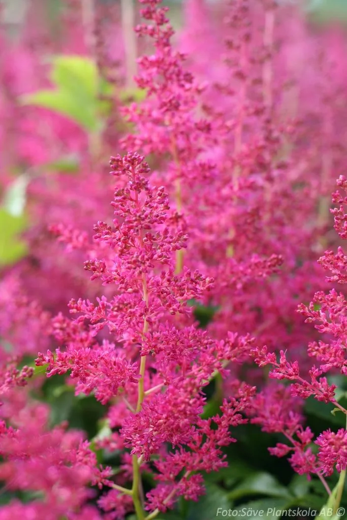 Astilbe 'Younique Ruby Red'