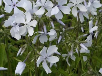 Phlox divaricata 'White Perfume'