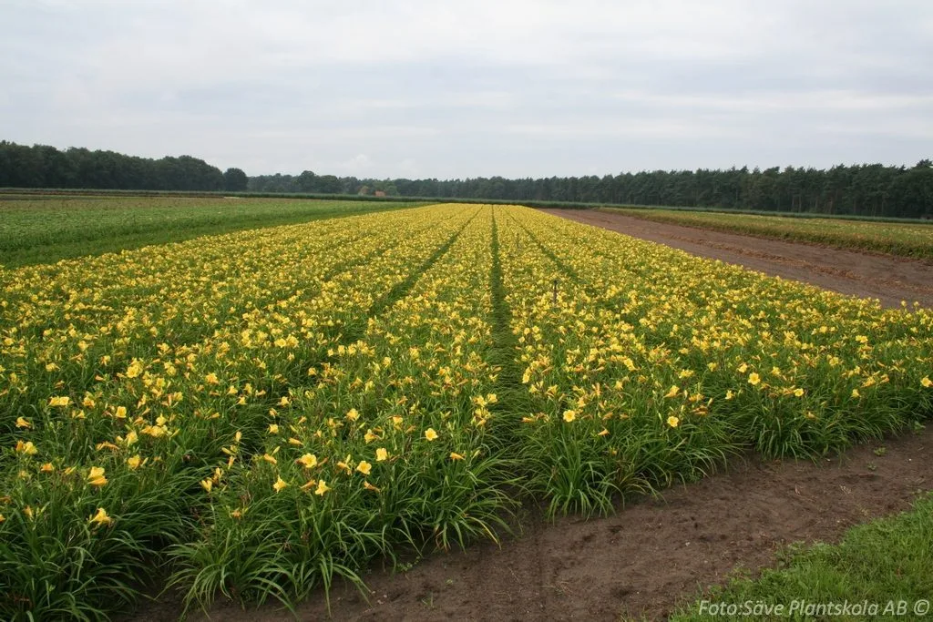 Hemerocallis 'Stella d'Oro' - Image 2