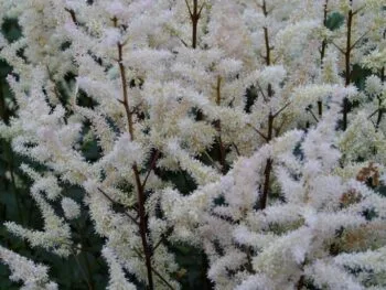 Astilbe arendsii 'Bumalda'