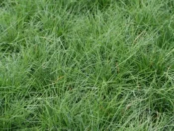 Festuca ovina
