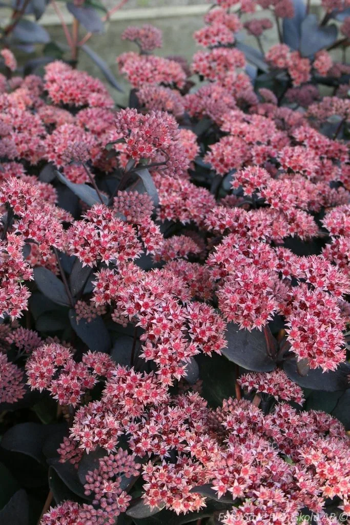 Hylotelephium 'Jose Aubergine'