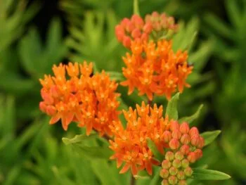 Asclepias tuberosa