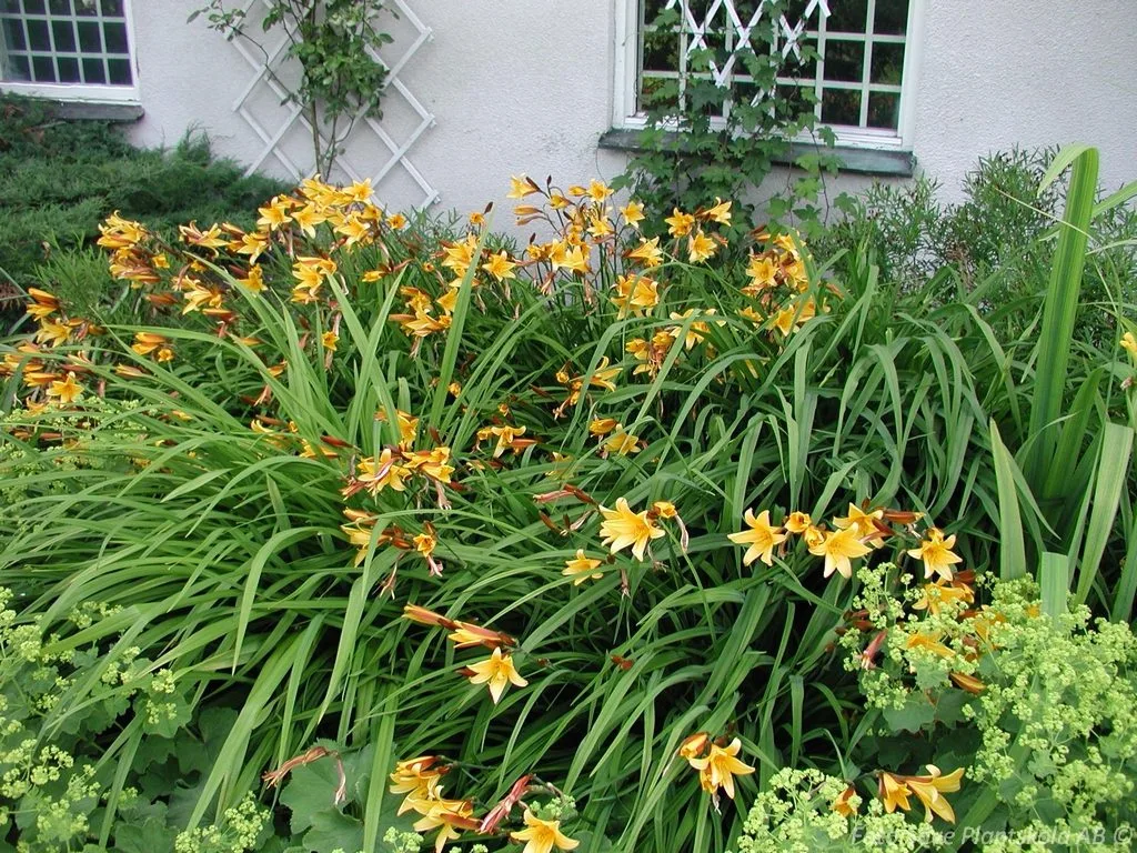 Hemerocallis lilioasphodelus (flava) - Image 2