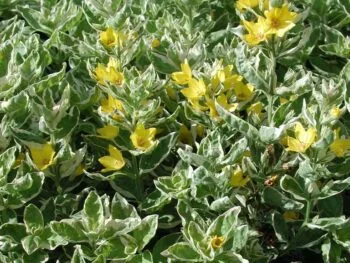 Lysimachia punctata 'Alexander'