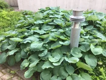Hosta 'Big Daddy'