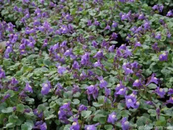 Cymbalaria pallida