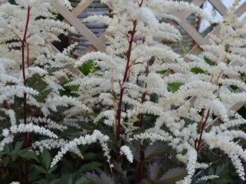 Astilbe arendsii 'Cappuccino'