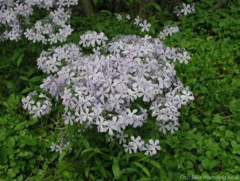 Phlox divaricata 'Clouds of Perfume'