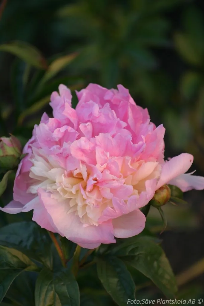 Paeonia lactiflora 'Raspberry Sundae'