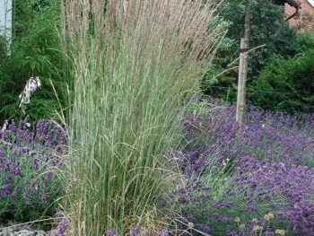 Calamagrostis acutiflora 'Overdam'