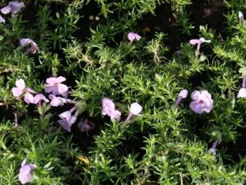 Phlox douglasii 'Lilac Cloud'