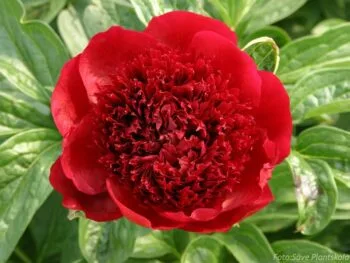 Paeonia lactiflora 'Red Charm'
