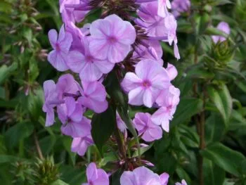 Phlox carolina 'Rosalinde'