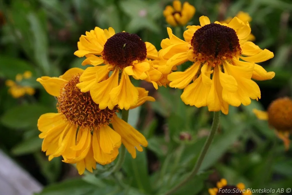 Helenium autumnale 'The Bishop'