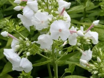 Phlox paniculata 'David'