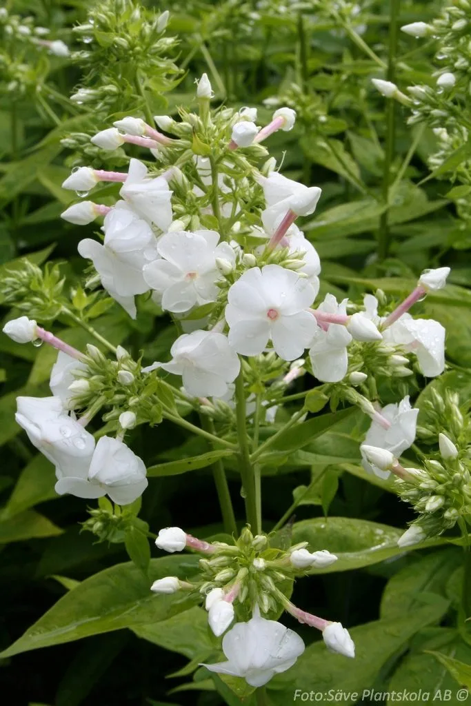 Phlox paniculata 'David'