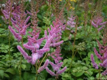 Astilbe chinensis 'Pumila'