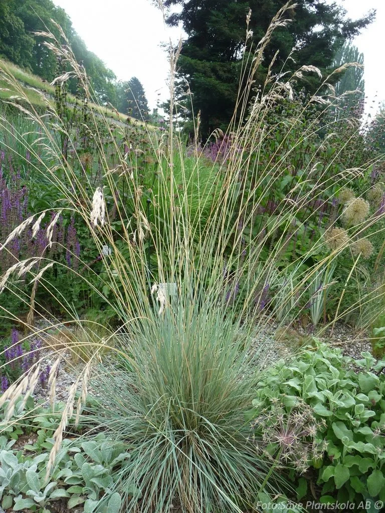 Helictotrichon sempervirens 'Pendulum'