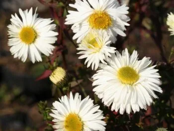 Aster novi-belgii 'White Ladies'