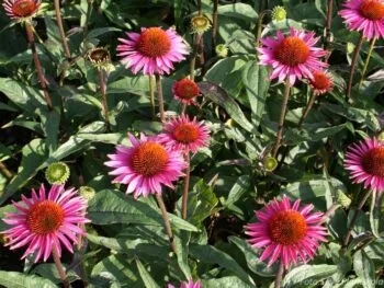 Echinacea purpurea 'Pica Bella'
