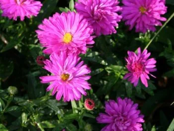 Aster dumosus 'Starlight'