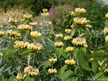 Phlomis russeliana