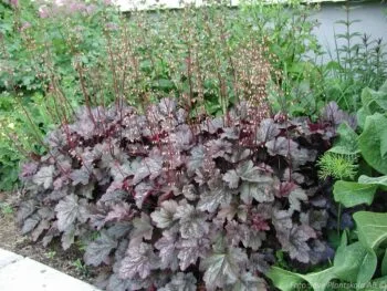 Heuchera 'Plum Pudding'