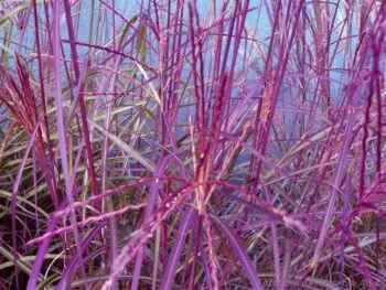 Miscanthus sinensis 'Purple Fall'