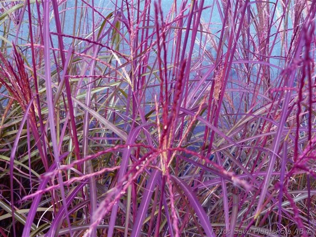 Miscanthus sinensis 'Purple Fall'