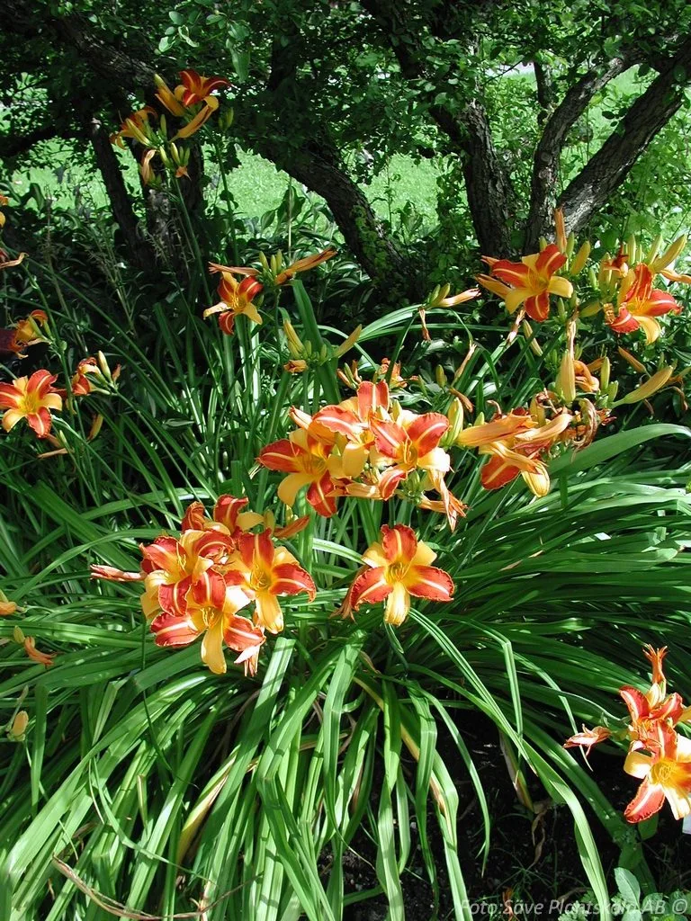 Hemerocallis 'Frans Hals'