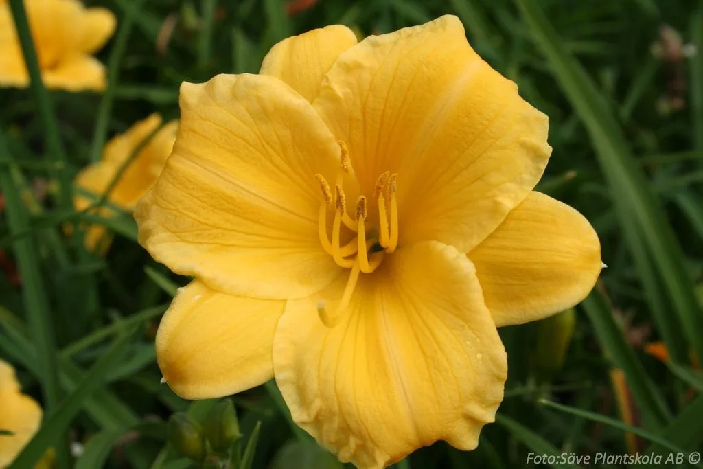 Hemerocallis 'Stella d'Oro'