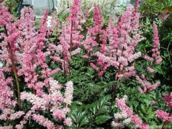 Astilbe crispa 'Perkeo'