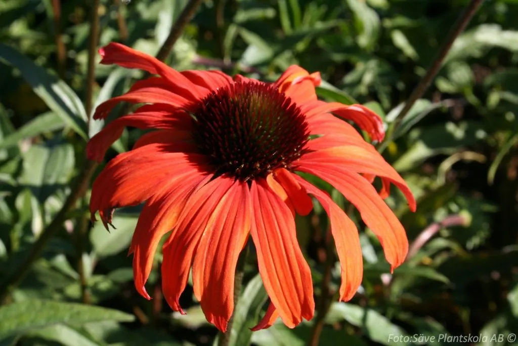 Echinacea purpurea 'Tangerine Dream'