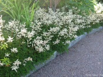 Aruncus aethusifolius