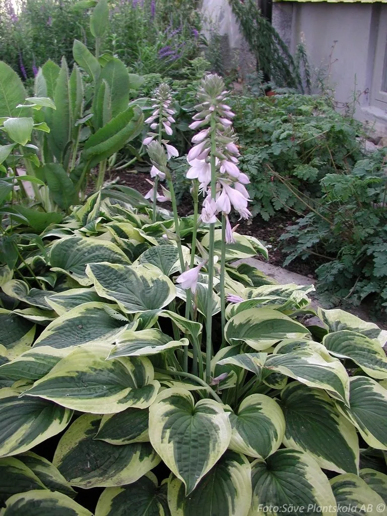 Hosta 'Wide Brim'