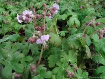 Geranium macrorrhizum 'Ingwersen's Variety'