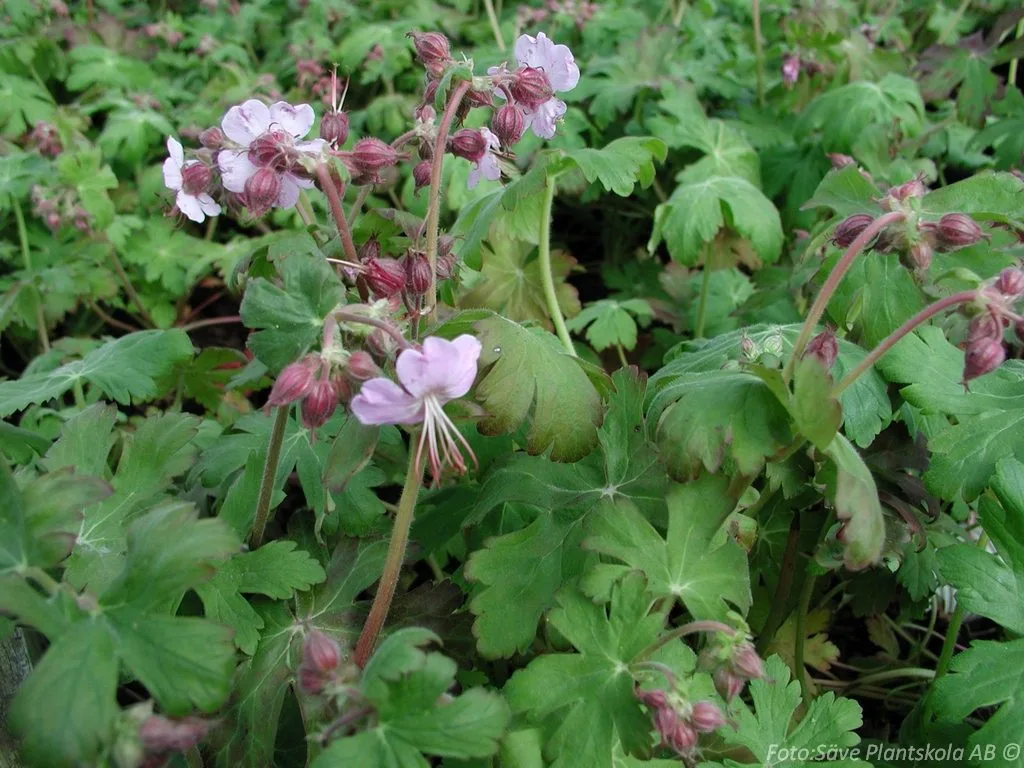 Geranium macrorrhizum 'Ingwersen's Variety'