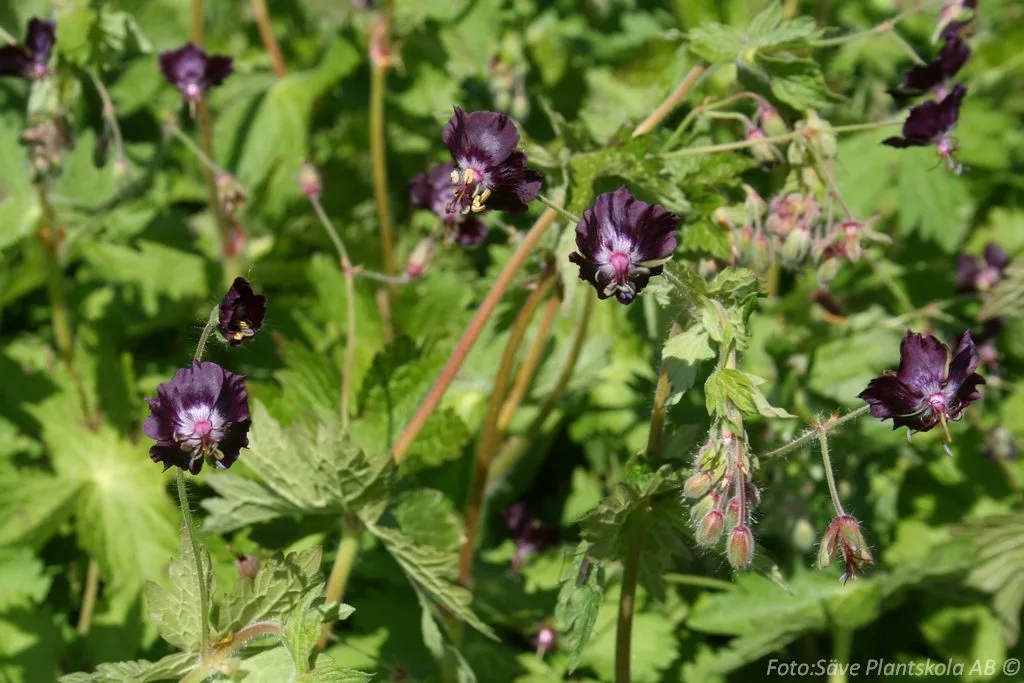 Geranium phaeum