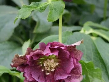 Helleborus orientalis 'Double Red'