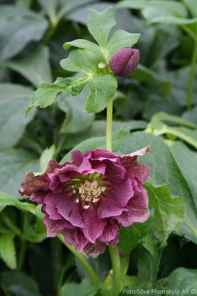 Helleborus orientalis 'Double Red'