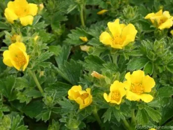 Potentilla megalantha