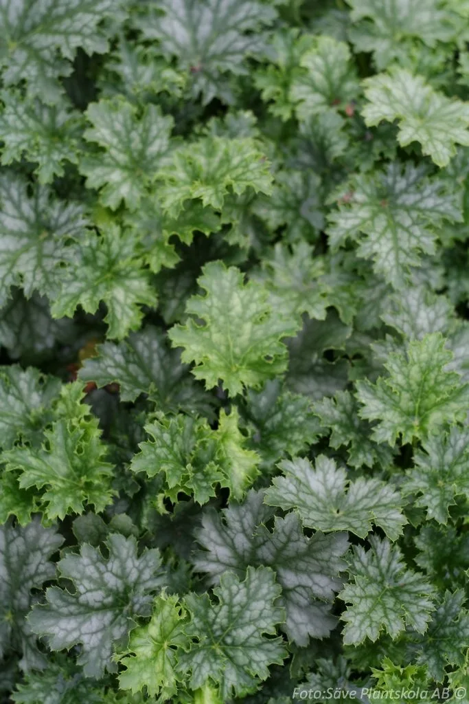 Heuchera 'Apple Crisp'