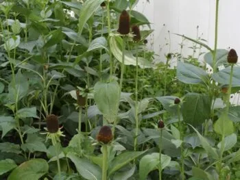 Rudbeckia occidentalis 'Green Wizard'