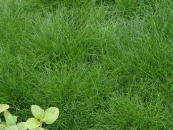 Festuca gautieri
