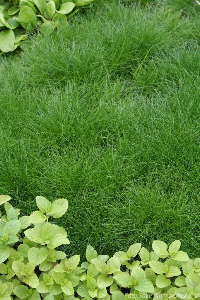 Festuca gautieri